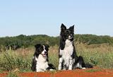 BORDER COLLIE 279